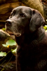 20131012 portret Flip