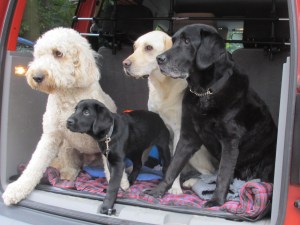 20131026 puppy party 072 (2)