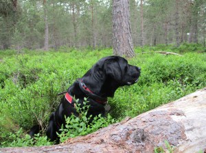 20150722 Schotland 428