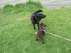 20150811Valkenburgermeer 008