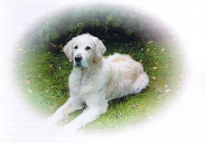 Boris voorzijde boekje