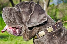 Mastino kop