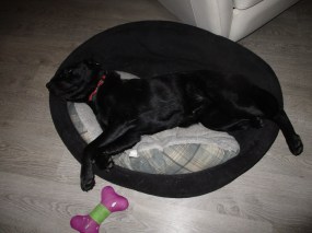 20151004 Dierendag 002