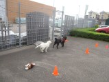 20151010 puppytraining 001
