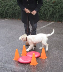 20151017 puppyles 009