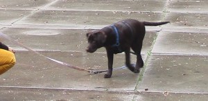 20151018 puppyles bos 011
