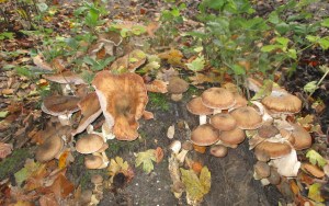 20151025 Amsterdamse Bos 011