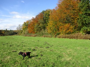 20151025 Amsterdamse Bos 014