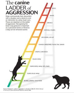 Ladder agression