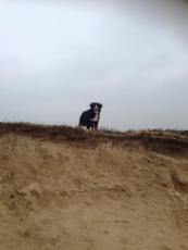 12688315_1307061592653023_8441613396872835145_n