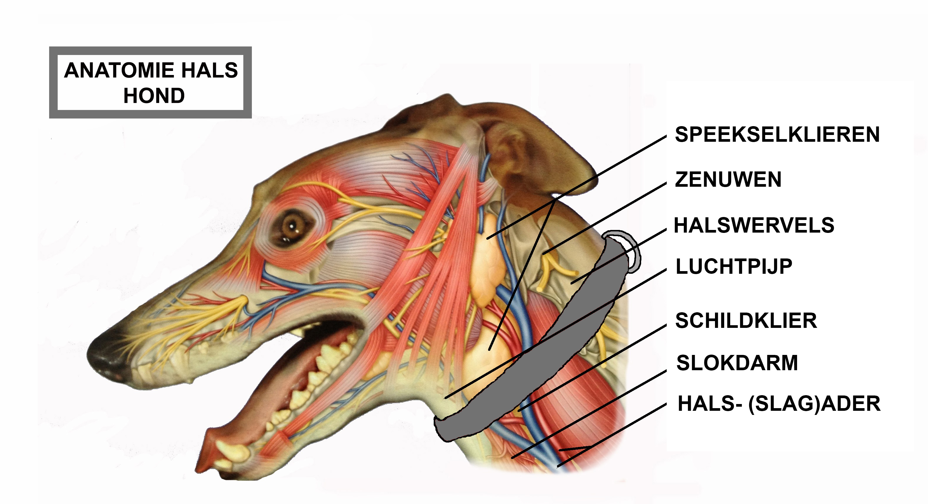 Anatomie-nek-hond02