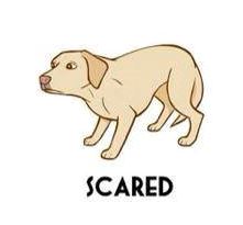 csared