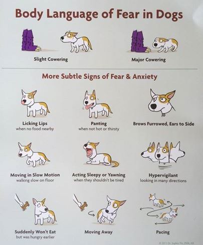 poster angst honden