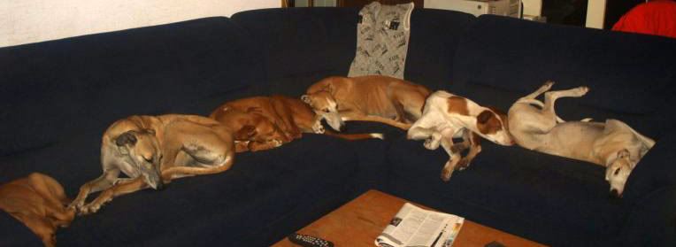 hond op bank