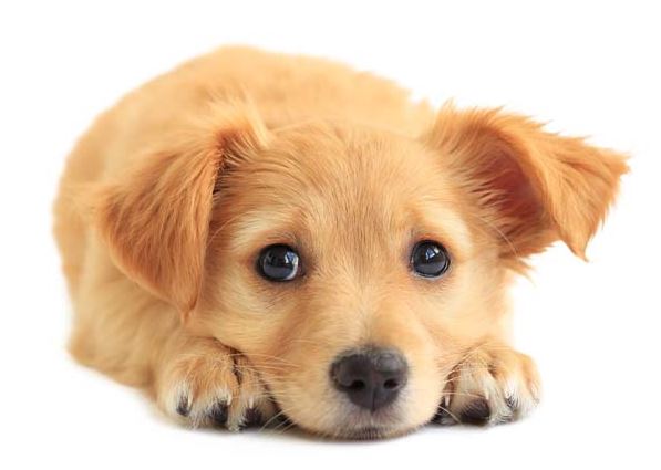 puppy