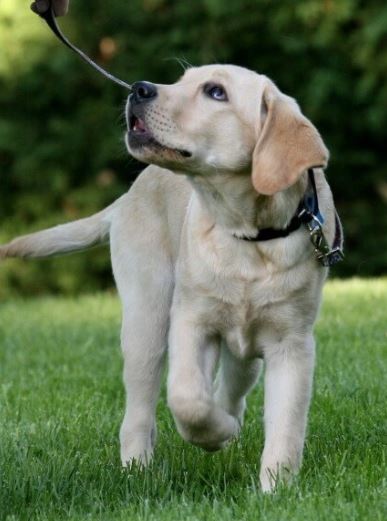hond aan lijn