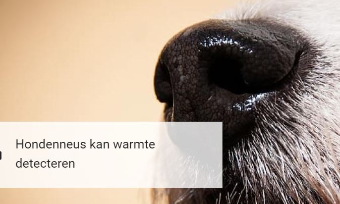 hondenneus dogzine